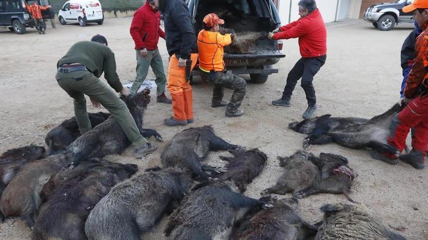 Caçadors descarreguen senglars abatuts en una batuda a Sant Martí de Llémena