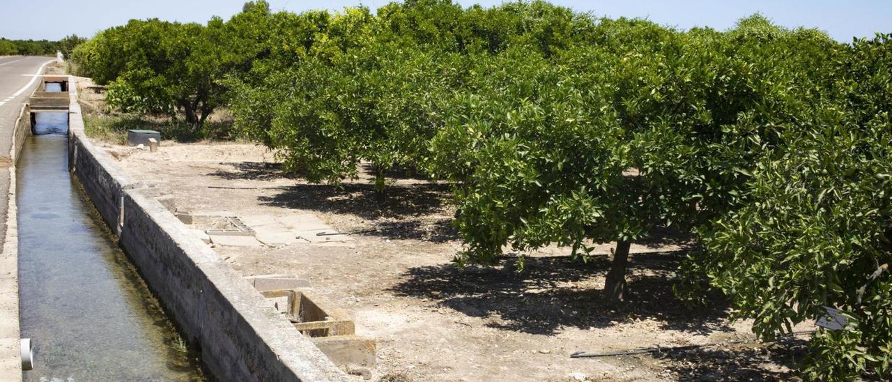 Un campo de naranjas
de Algemesí, el pasado
verano.  Perales Iborra