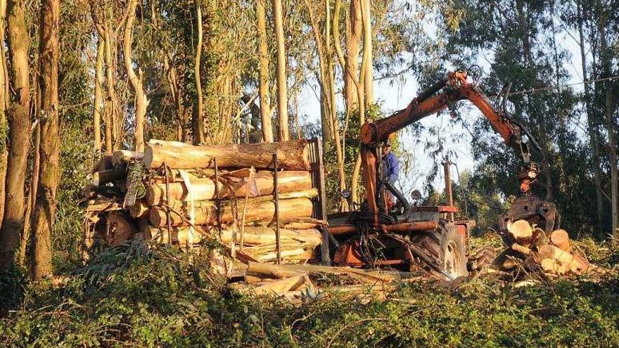 Plantación de eucaliptoen la comarca. // Rafa Vázquez.