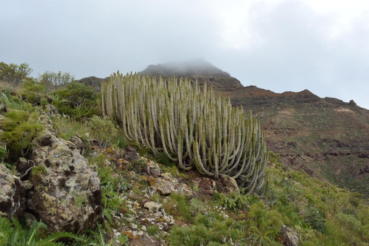 Guguy, el paraíso que Gran Canaria quiere convertir en Parque Nacional