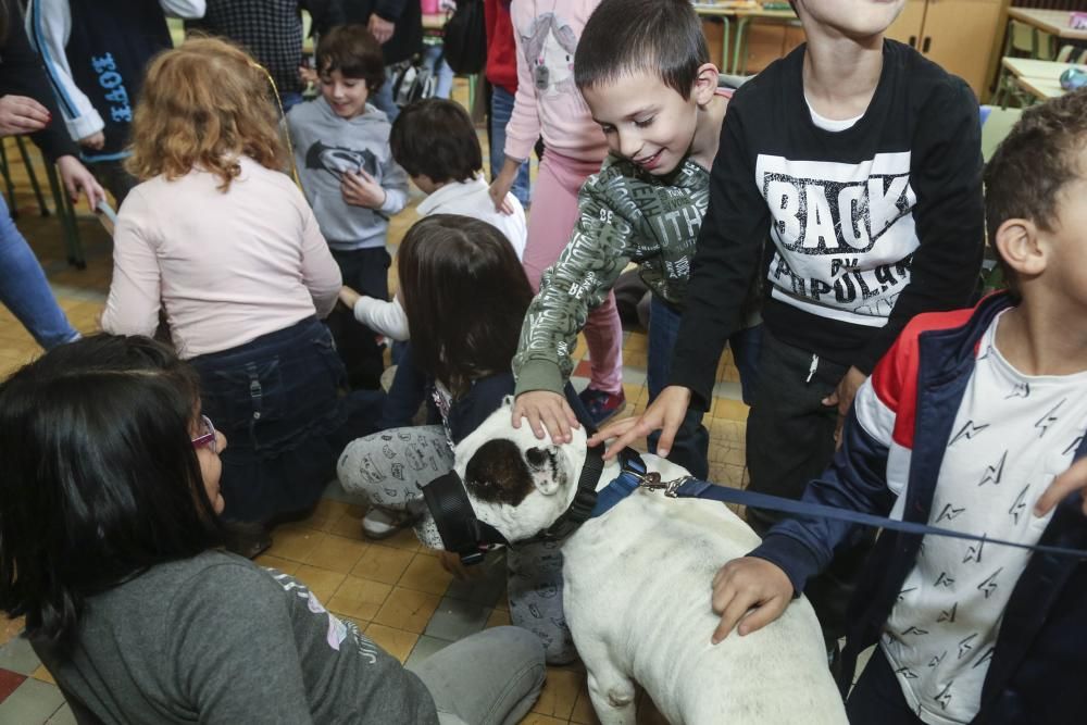 Visita a las Escuelas Blancas de los perros del albergue de animales