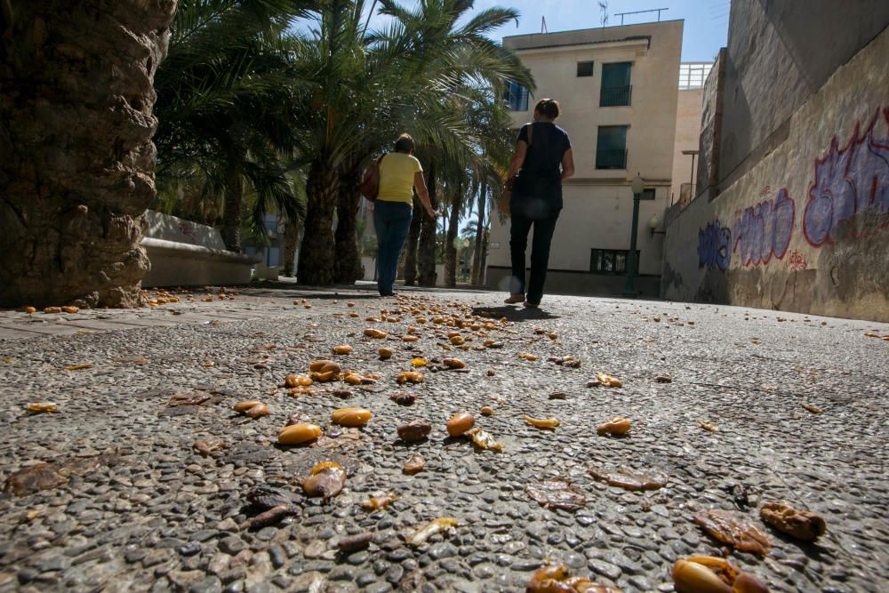 Suciedad en las calles de Elche por los dátiles