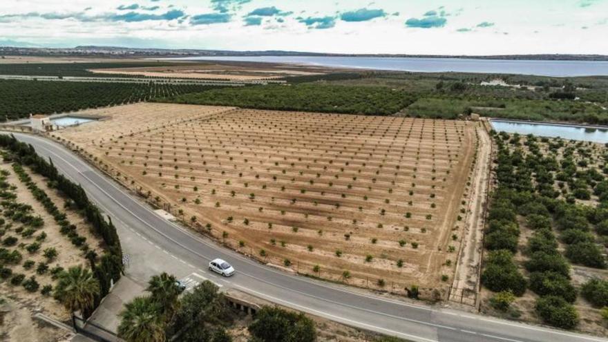 Panorámica de las explotaciones agrícolas de cítricos en el entorno de la laguna rosa de Torrevieja en San Miguel y Los Montesinos. | TONY SEVILLA