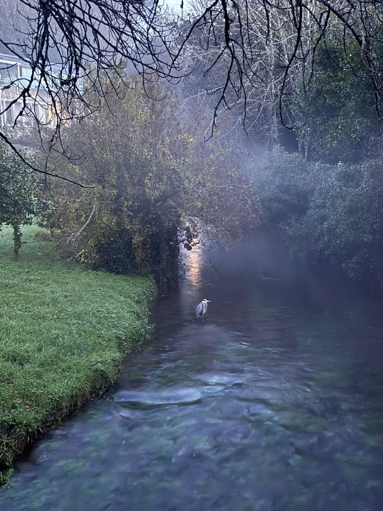 Unha garza sobre a auga do Sarela en Santiago.