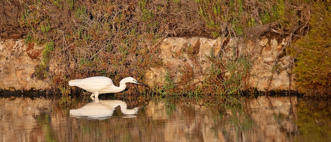 Una garceta pescandoentre la salicornia.