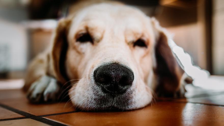 MASCOTAS: La DGT advierte que esta no es la forma correcta de llevar al  perro en el coche