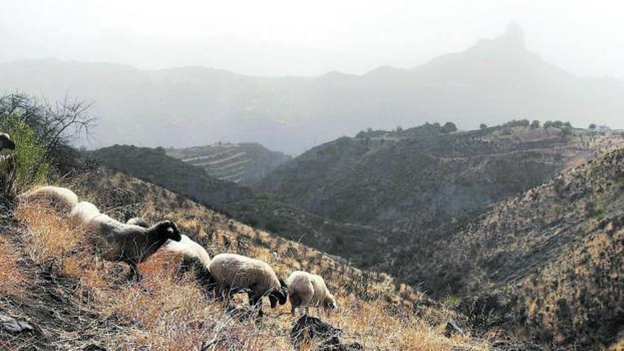 Canarias quiere más pastores en el monte y pescados en las mesas