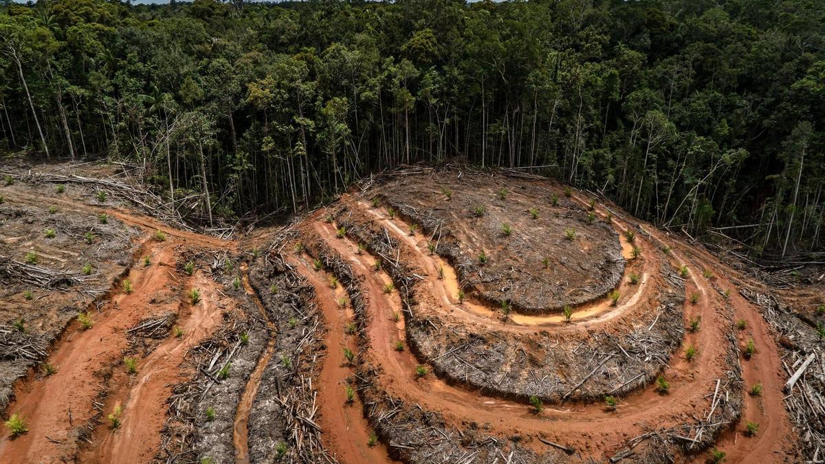 Tala de un bosque en Papúa para una plantación de aceite de palma.