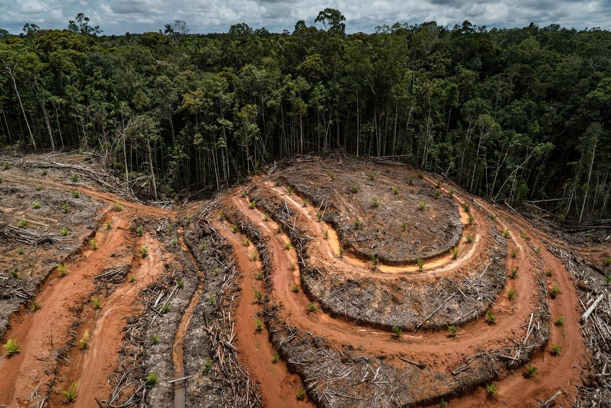 El món perd 80 milions d’hectàrees de bosc en 20 anys: l’equivalent a talar tot Espanya