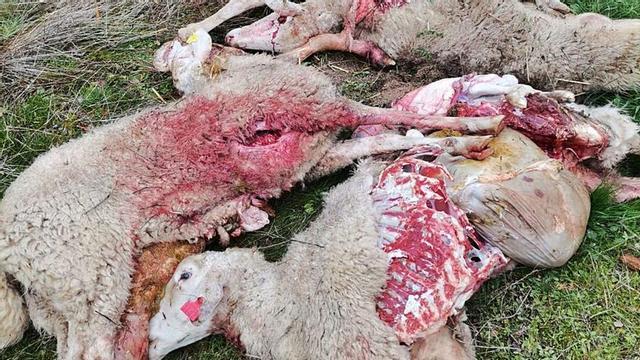Ovejas matadas por el lobo en la explotación de Mogatar. | J. S.