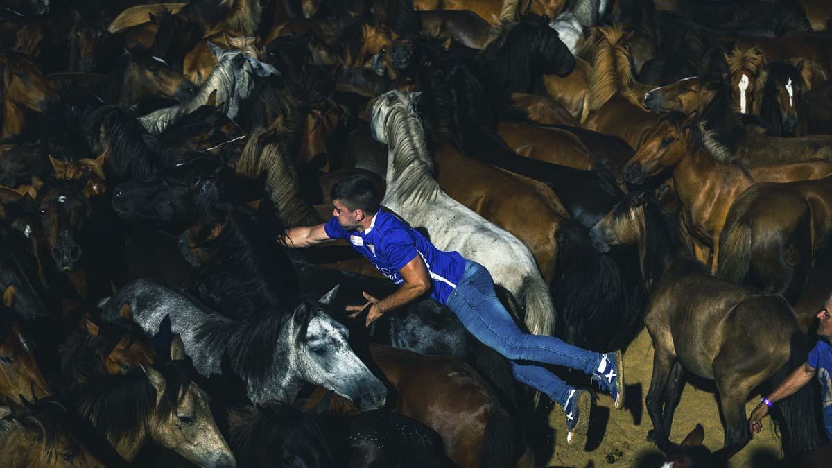  A Rapa das Bestas que se ha celebrado hoy sábado en la localidad pontevedresa de A Estrada, un participante intenta subir a un caballo.