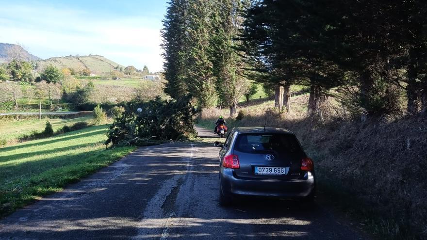 Los efectos del viento en Siero: un árbol caído dificulta el paso en Muncó