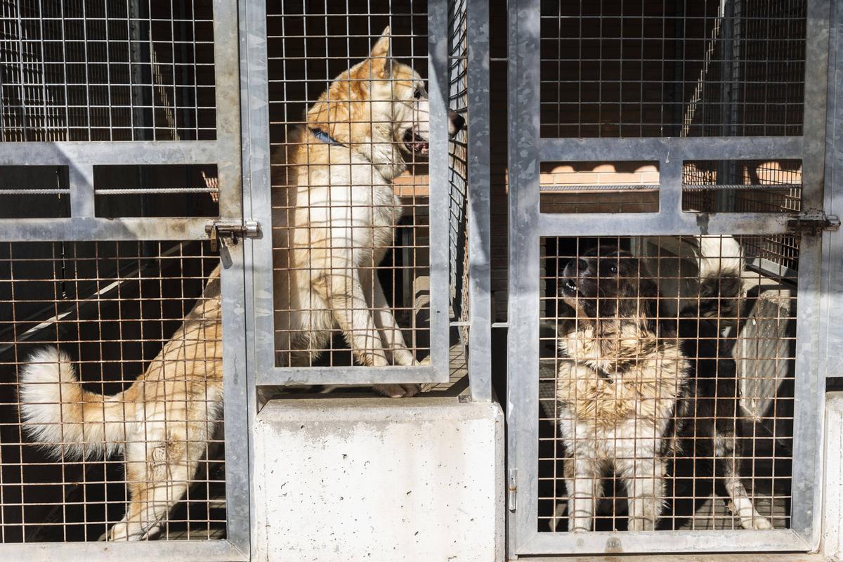 Varios perros abandonados en el refugio municipal de Valencia.