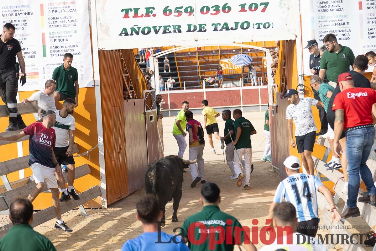 Quinto encierro de la Feria Taurina del Arroz en Calasparra