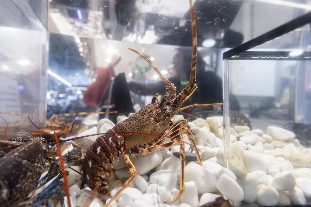 Imagen de una pecera de bogavantes vivos.