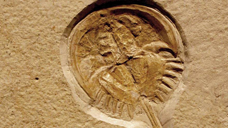 Hacemos de paleontólogos