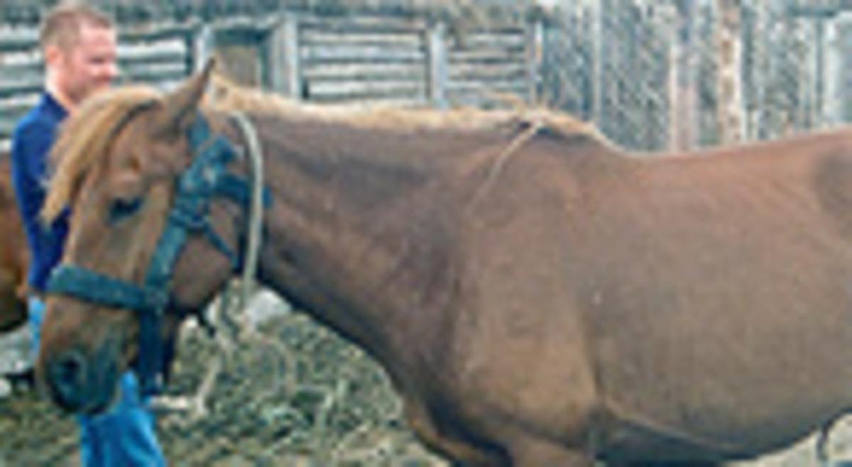 Mini cavalls.