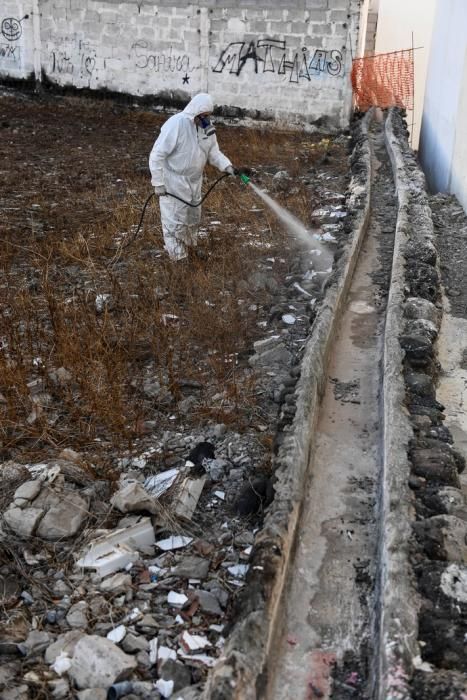 PLAGA DE PULGAS EN CARRIZAL