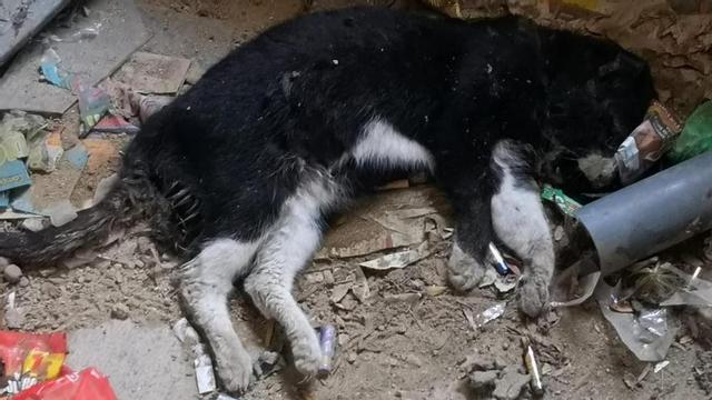 Piden una investigación por el envenenamiento de 21 gatos