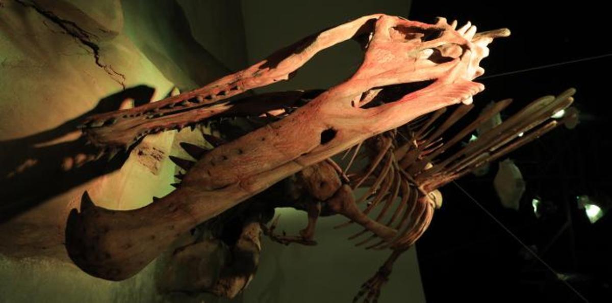 Detalle del esqueleto de Spinosaurus en Mar Jurásico de Dinópolis