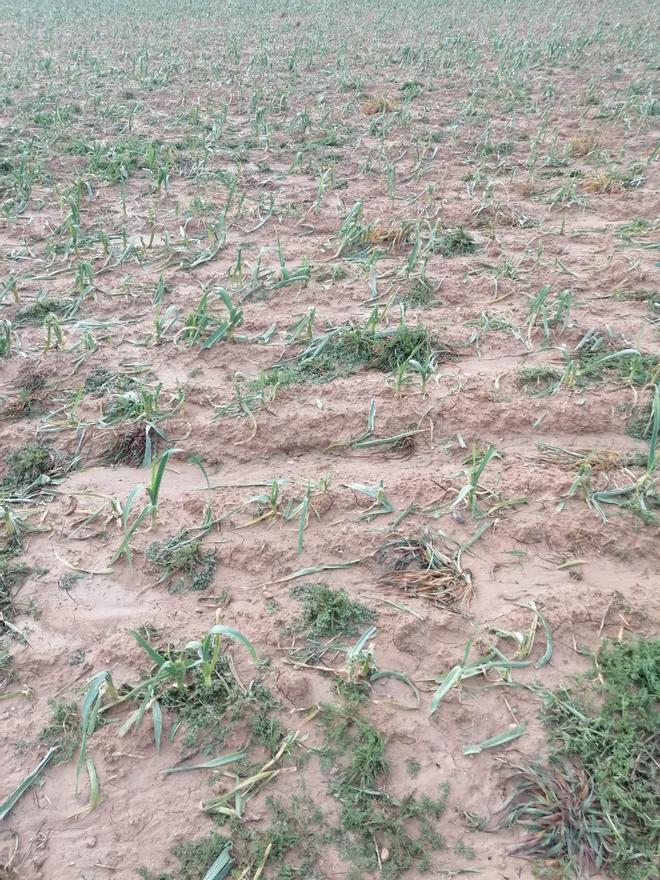 GALERÍA | La granizada destroza cultivos en Cuelgamures