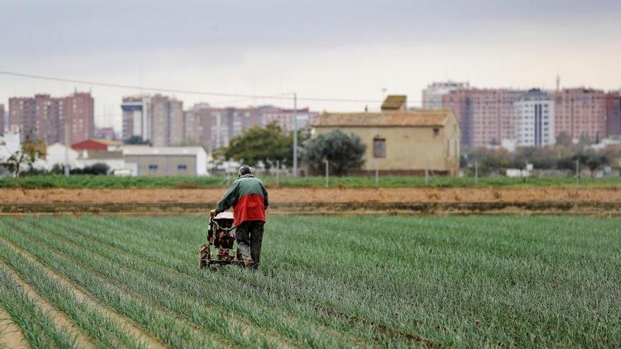 Un agricultor en un campo próximo a València