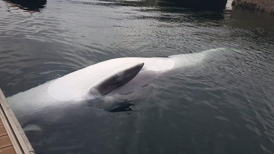 Encuentran muerta una ballena en los muelles de la Estación Naval de A Graña en Ferrol