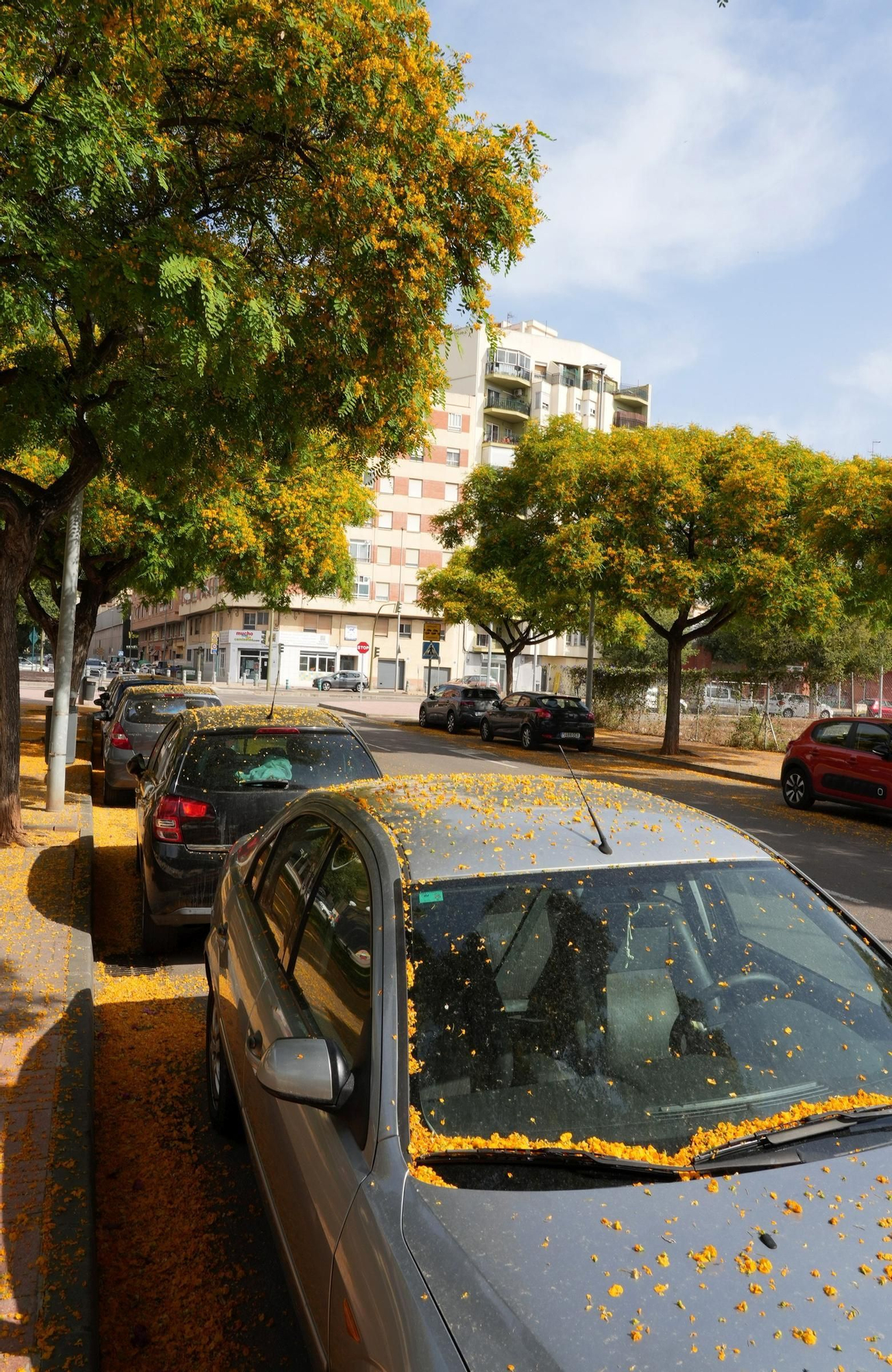 La floración tiñe las calles de Castelló