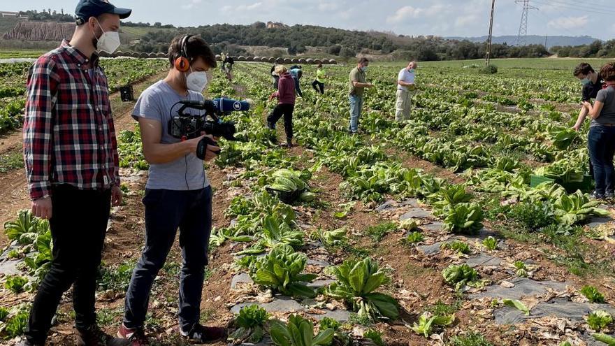 Die Reporter begleiteten die Freiwilligen von Hope Mallorca bei der Ernte auf einem Feld.