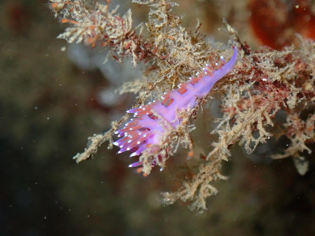 La "Flabellina affinis"