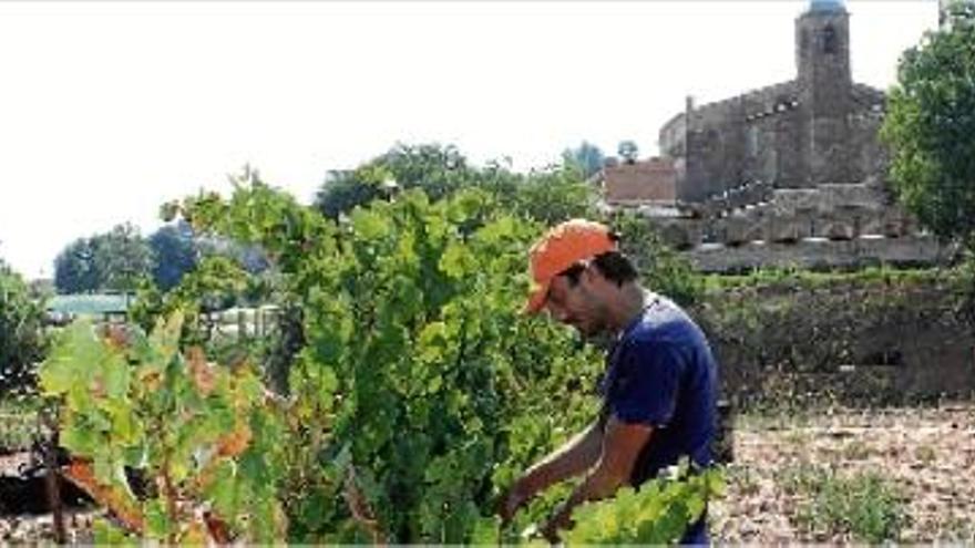 La verema al Mas de Sant Iscle comença amb la collita del gewürztraminer