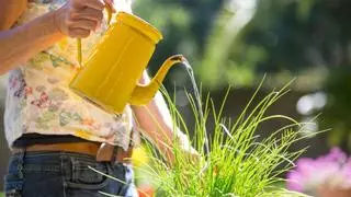 El gesto que parece normal, pero debilita tus plantas en verano