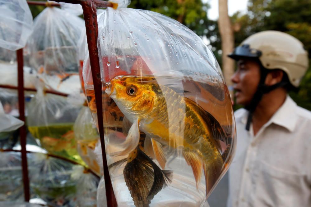 Ornamental fish are seen for sale in plastic ...
