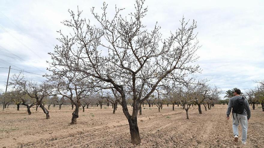 Los almendros sin flor en el campo de Elche en el día de La Candelaria predicen que el invierno aún no acaba