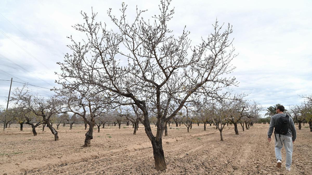 Los almendros sin flor en el campo de Elche en el día de La Candelaria predicen que el invierno se alarga