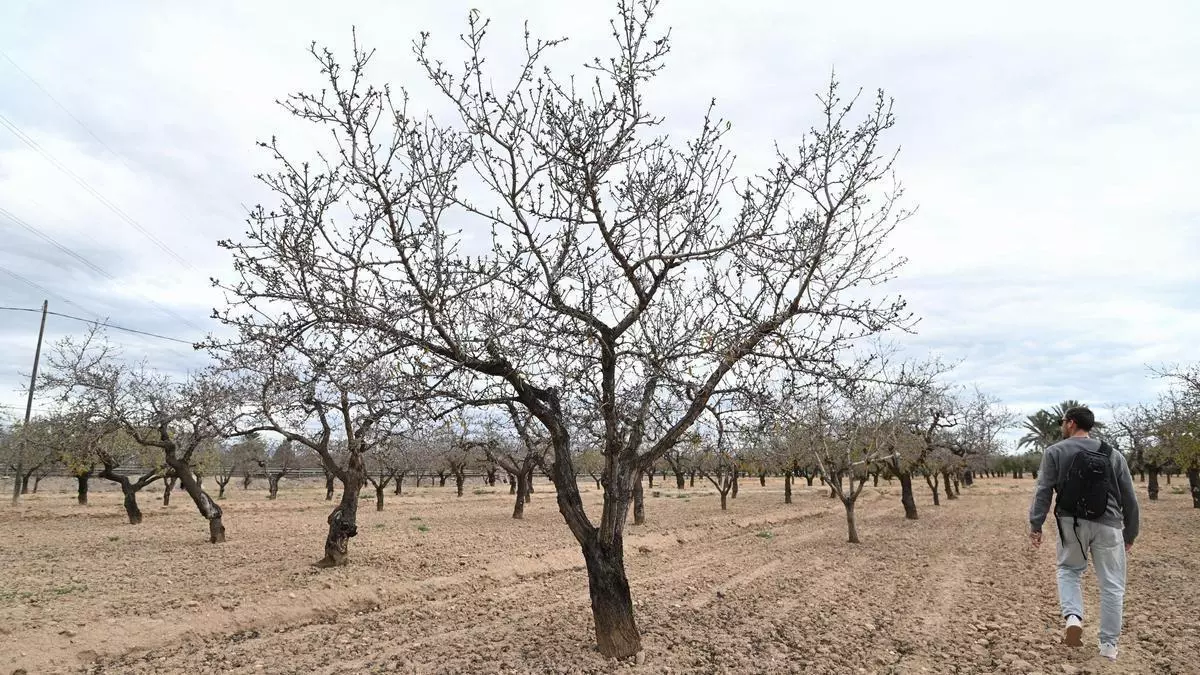El particular Día de la Marmota en el Camp d’Elx: esto es lo que predicen los almendros sobre el invierno con el dicho de “si la Candelaria flora…”