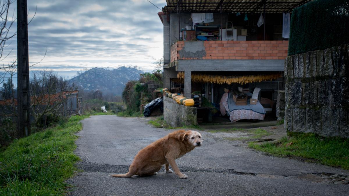 Un perro en una aldea de Carballeda de Avia.