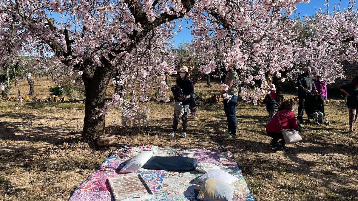 Los participantes disfrutaron de una parada bajo un cielo de almendros, en un bancal preparado para la ocasión.