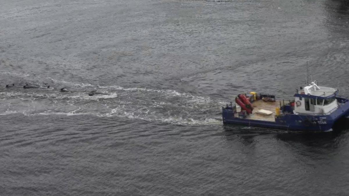 Australia lleva mar adentro los 380 cadáveres de ballenas varadas en Tasmania