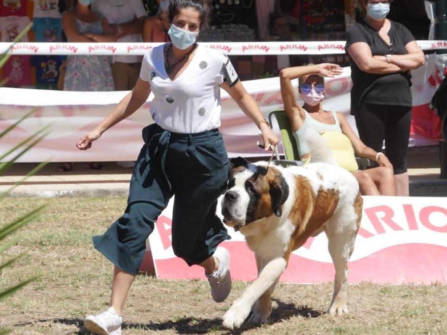 El paseo de uno de los perros en un concurso anterior.