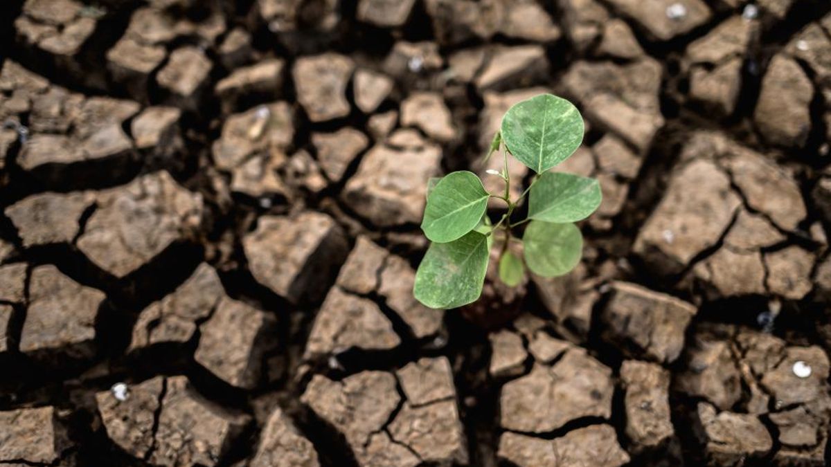 La crisi ambiental causa estralls importants a la natura.