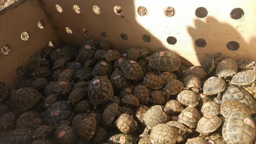 Las tortugas mora liberadas en Calvià.