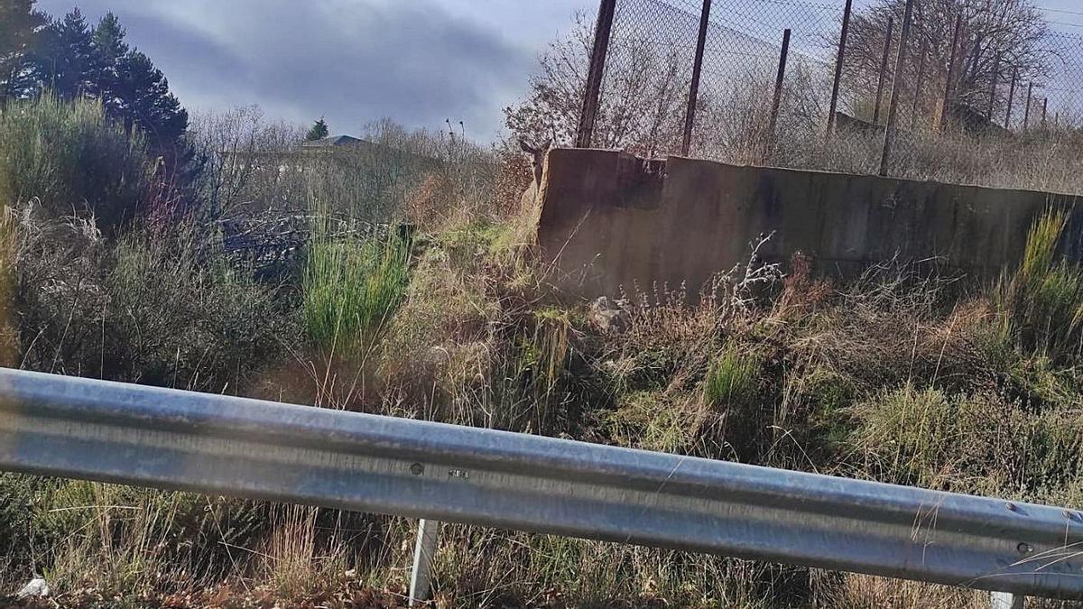 Una cierva se esconde junto a un muro cerca del polígono de Castellanos, en Puebla de Sanabria. | A. S.