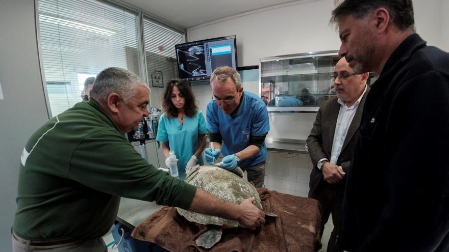 Operación en el nuevo quirófano del Centro de Recuperación.