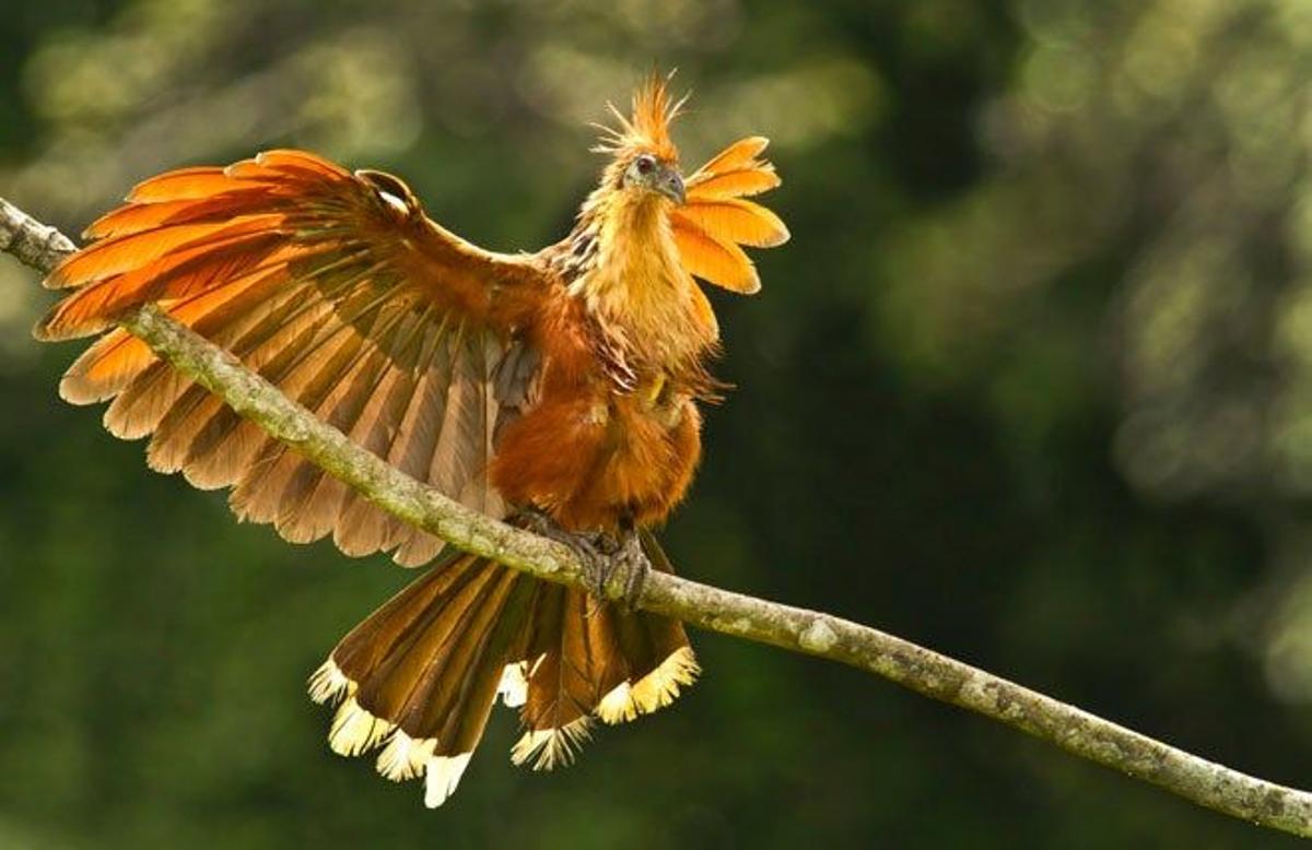 Ave conocida como hoacín en la cuenca del Amazonas ecuatoriana.