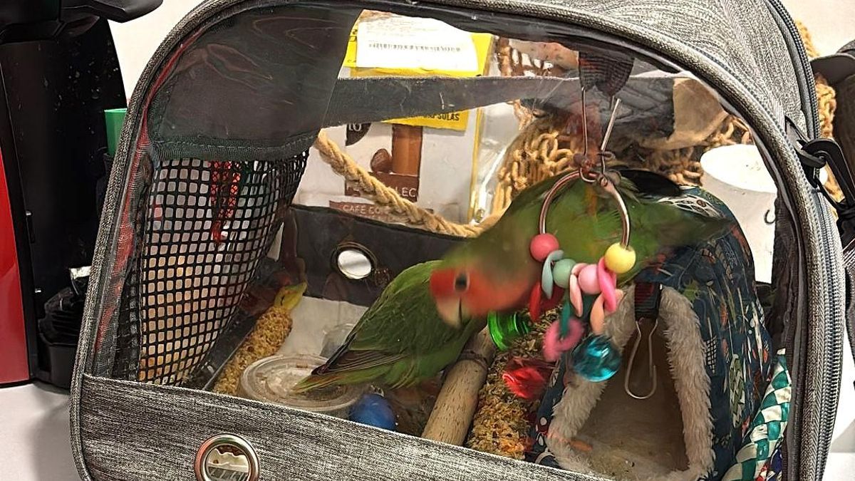 La pareja de periquitos en el transportín que la familia llevaba entre sus bultos, rumbo a las Cíes.