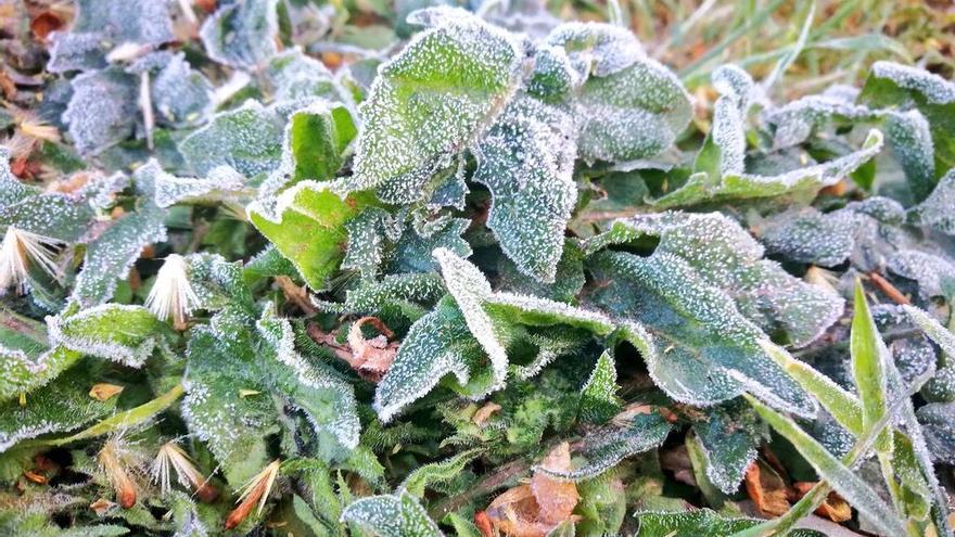 Las heladas causan graves daños en cultivos de Mallorca