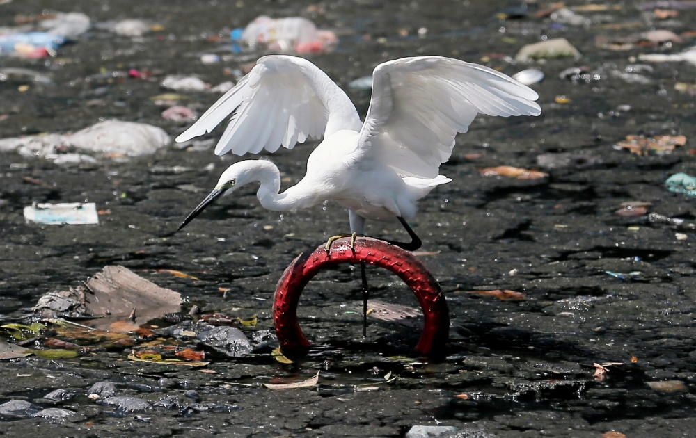 Intermediate Egret in a canal filled with ...