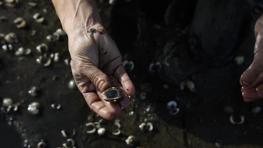 Las mariscadoras no pueden trabajar por la alta mortandad y los furtivos