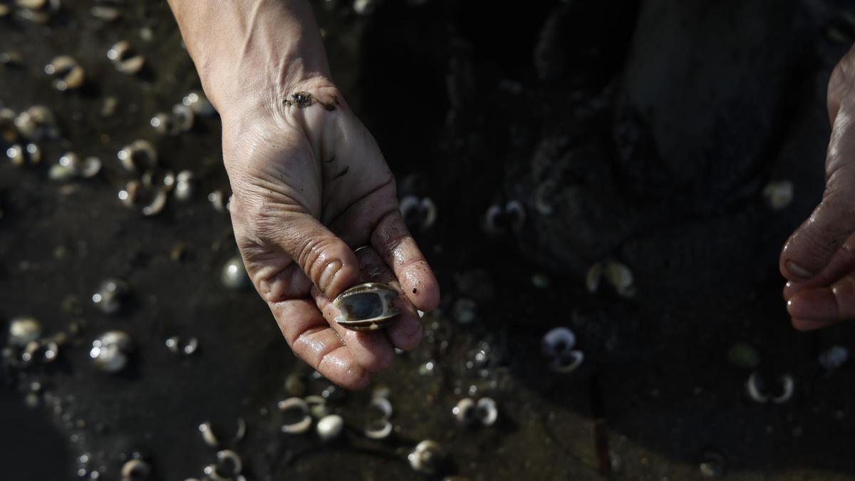 Las mariscadoras no pueden trabajar  por la alta mortandad y los furtivos